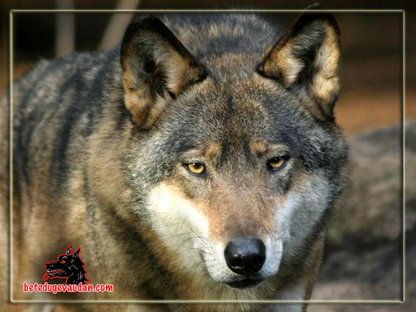 loup_001