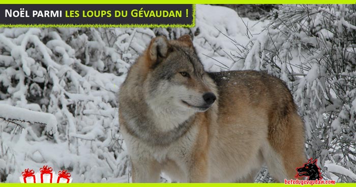loups_gevaudan_noel_2011