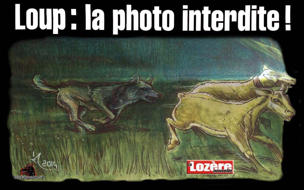 loup_photo_interdite_lozere_nouvelle
